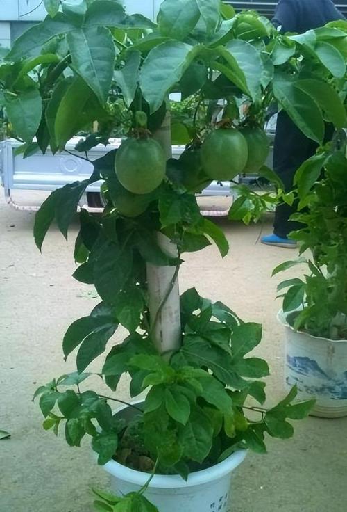 怎么给百香果换盆？百香果换土？-第3张图片-优品飞百科