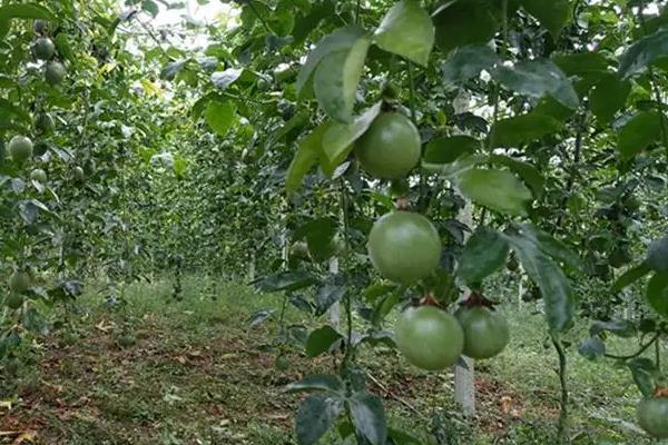 怎么给百香果换盆？百香果换土？-第4张图片-优品飞百科