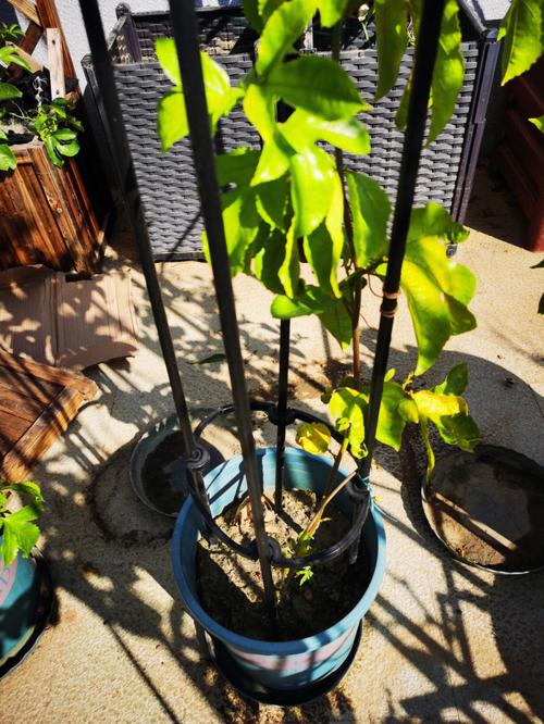 怎么给百香果换盆？百香果换土？-第6张图片-优品飞百科