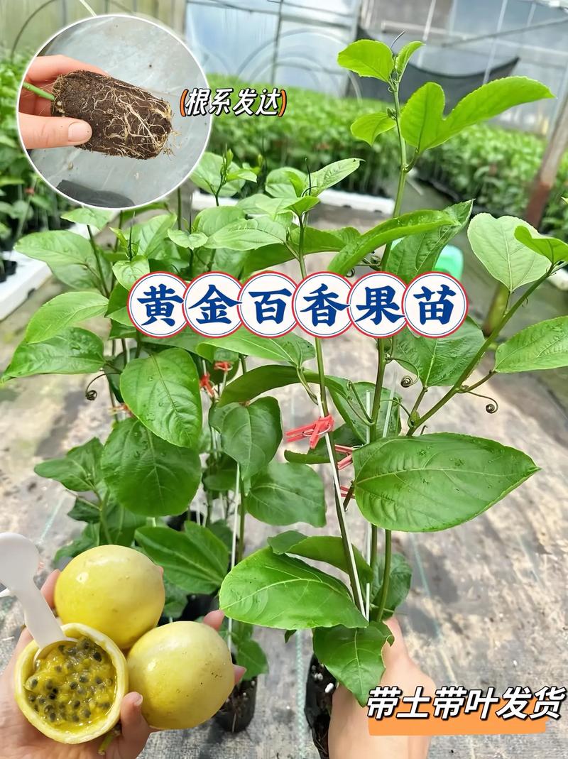 怎么给百香果换盆？百香果换土？-第8张图片-优品飞百科