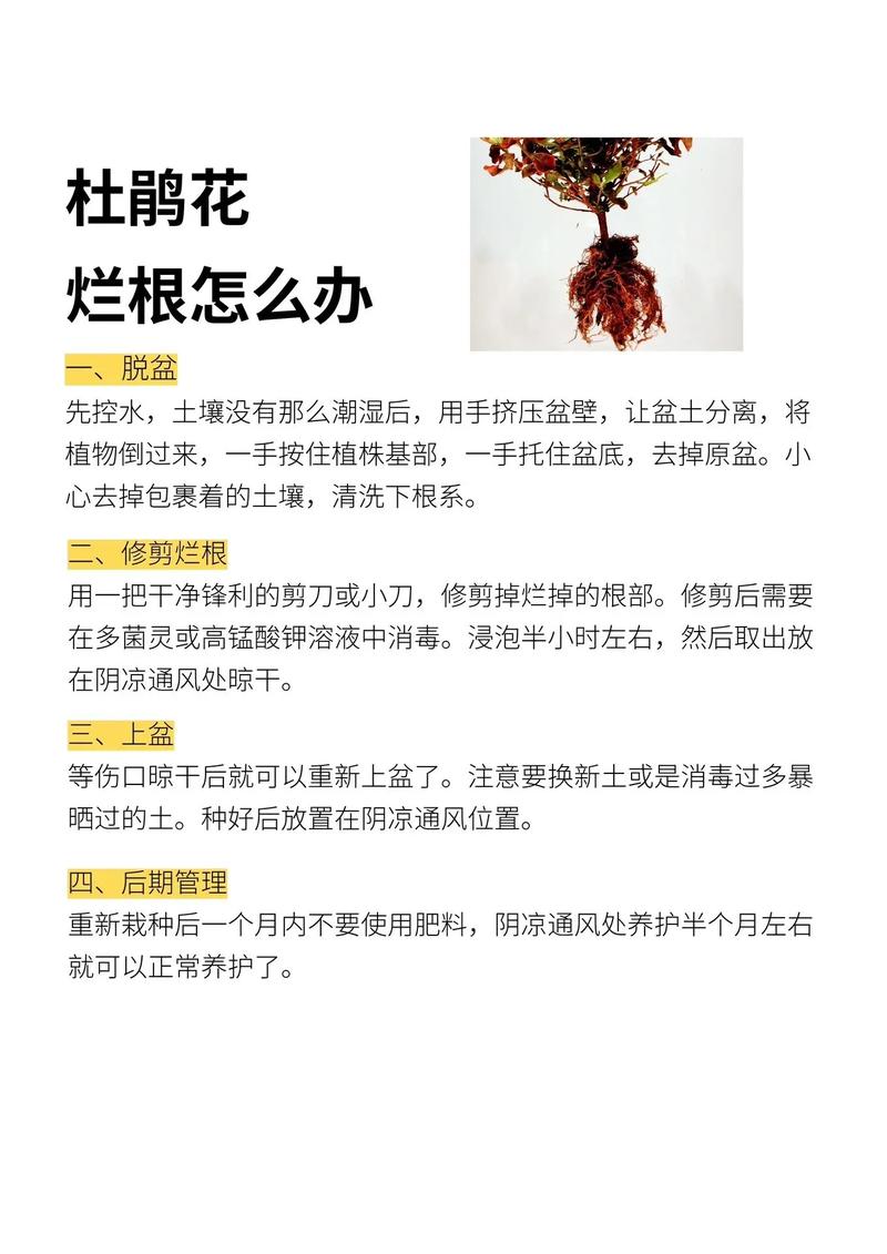 杜鹃花花期养护？杜鹃花花期的养护？