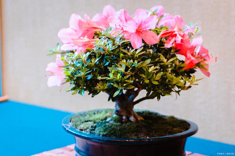 杜鹃花花期养护？杜鹃花花期的养护？-第3张图片-优品飞百科