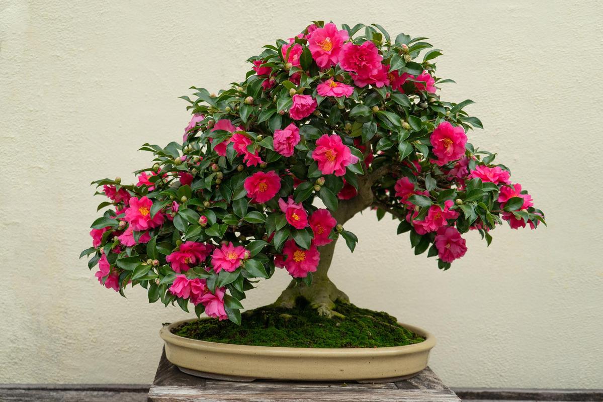 杜鹃花花期养护？杜鹃花花期的养护？-第2张图片-优品飞百科