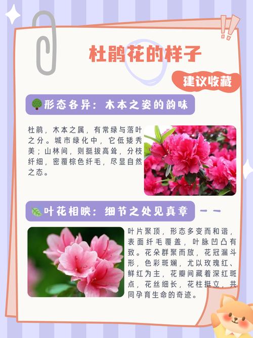 杜鹃花花期养护？杜鹃花花期的养护？-第4张图片-优品飞百科