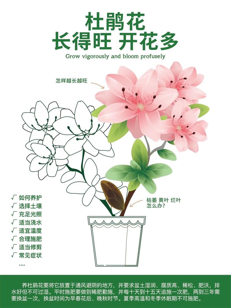 杜鹃花花期养护？杜鹃花花期的养护？-第5张图片-优品飞百科