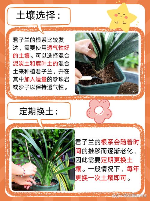 养“君子兰”，养君子兰用什么土