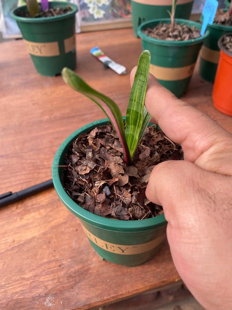 养“君子兰”，养君子兰用什么土-第2张图片-优品飞百科