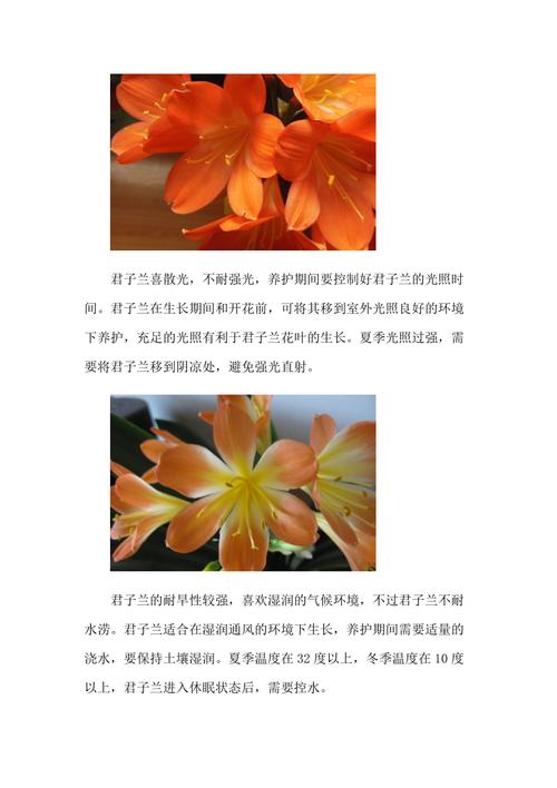 养“君子兰”，养君子兰用什么土-第3张图片-优品飞百科