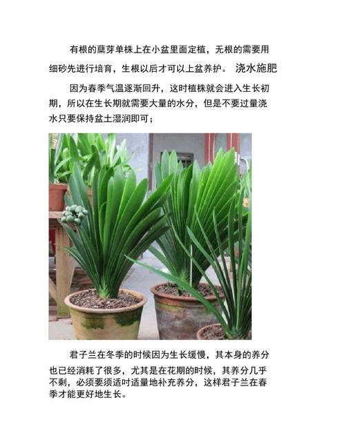养“君子兰”，养君子兰用什么土-第4张图片-优品飞百科