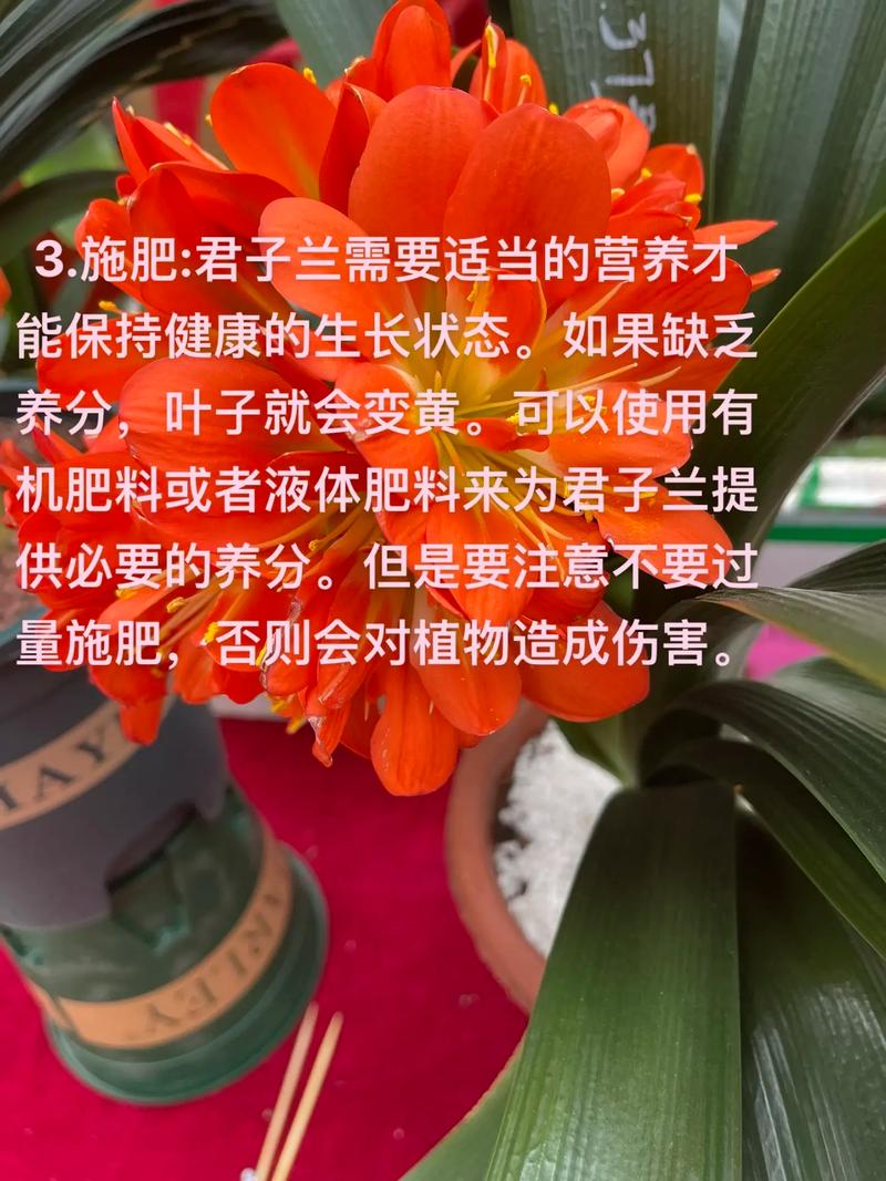 养“君子兰”，养君子兰用什么土-第5张图片-优品飞百科