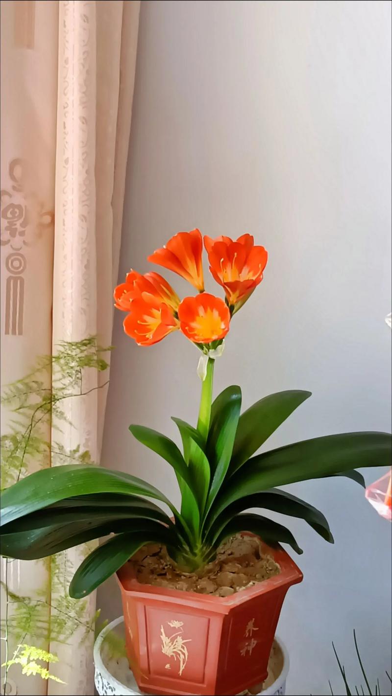 养“君子兰”，养君子兰用什么土-第6张图片-优品飞百科