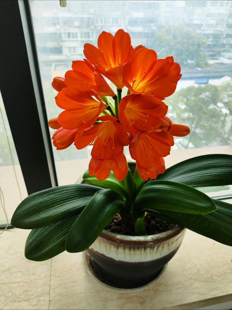 养“君子兰”，养君子兰用什么土-第7张图片-优品飞百科