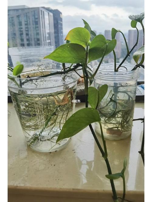 绿萝怎么水插，绿萝如何插水中养？