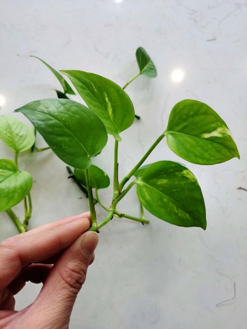绿萝怎么水插,绿萝如何插水中养?-第2张图片-优品飞百科 绿萝怎么水插,绿萝如何插水中养?-第2张图片-优品飞百科