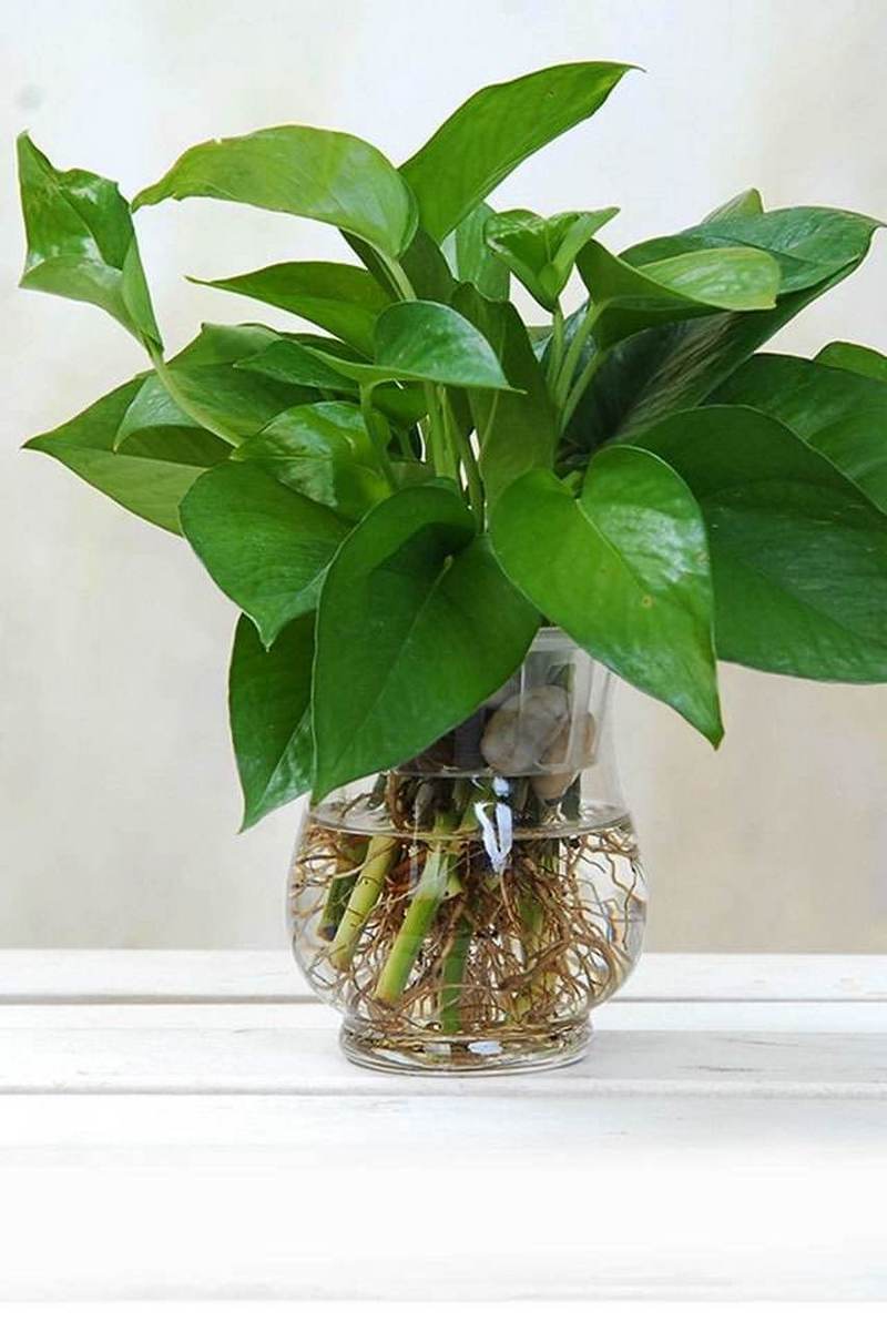 绿萝怎么水插,绿萝如何插水中养?-第4张图片-优品飞百科 绿萝怎么水插,绿萝如何插水中养?-第4张图片-优品飞百科