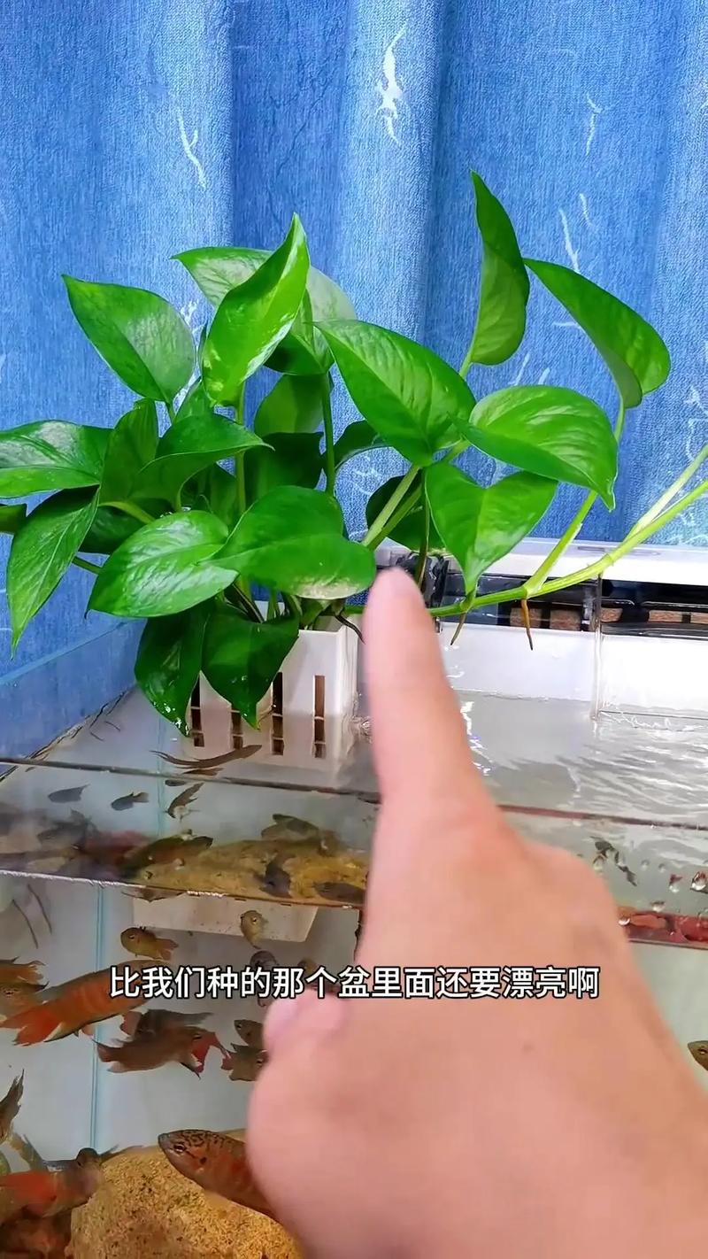 绿萝怎么水插,绿萝如何插水中养?-第6张图片-优品飞百科 绿萝怎么水插,绿萝如何插水中养?-第6张图片-优品飞百科