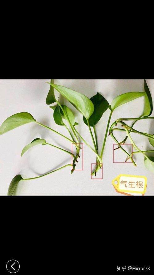 绿萝怎么水插,绿萝如何插水中养?-第7张图片-优品飞百科 绿萝怎么水插,绿萝如何插水中养?-第7张图片-优品飞百科