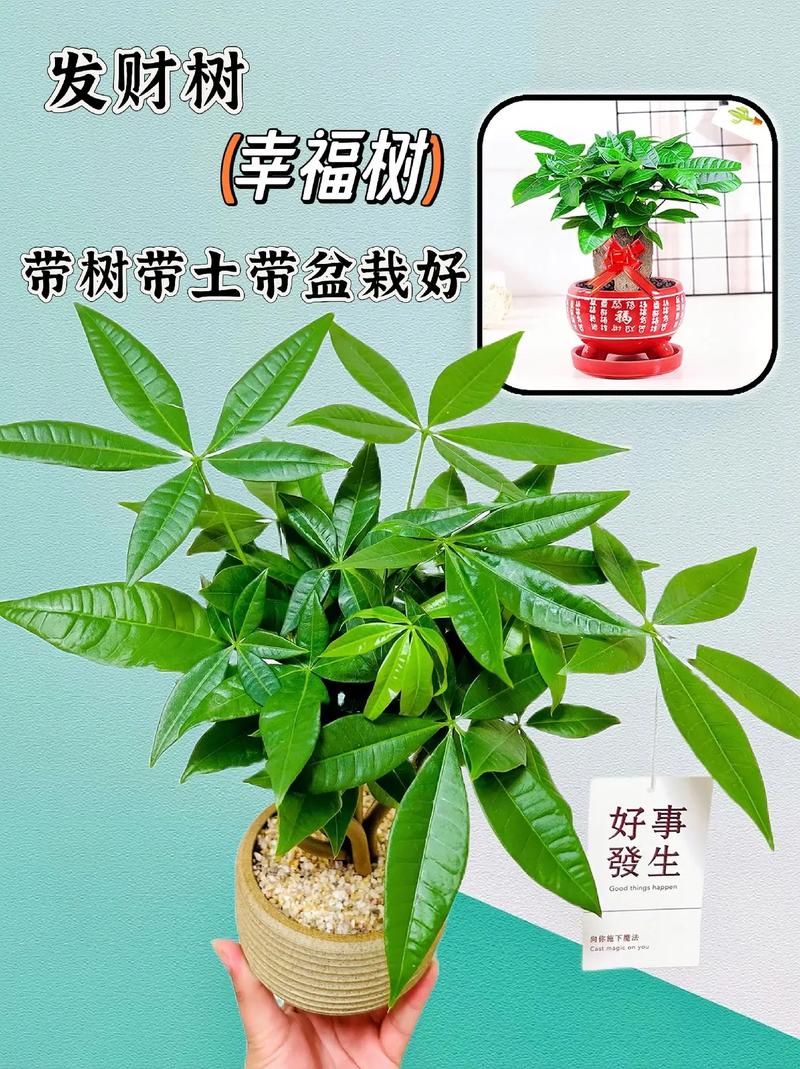 发财树苗怎么快速长高，发财树苗怎么快速长高呢