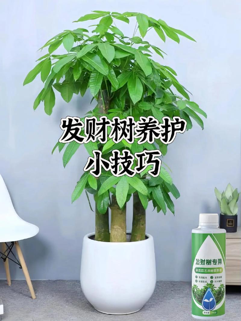 发财树苗怎么快速长高，发财树苗怎么快速长高呢-第2张图片-优品飞百科