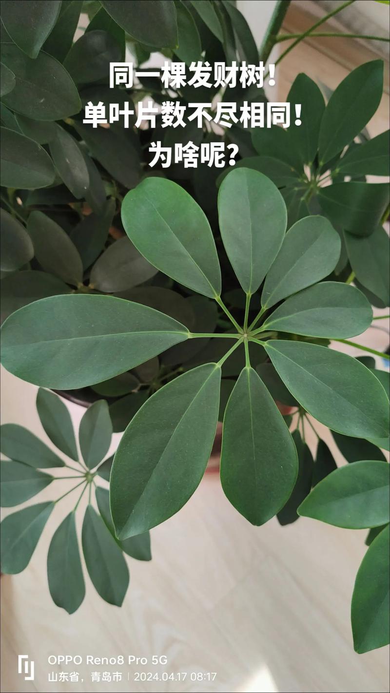 发财树苗怎么快速长高，发财树苗怎么快速长高呢-第4张图片-优品飞百科