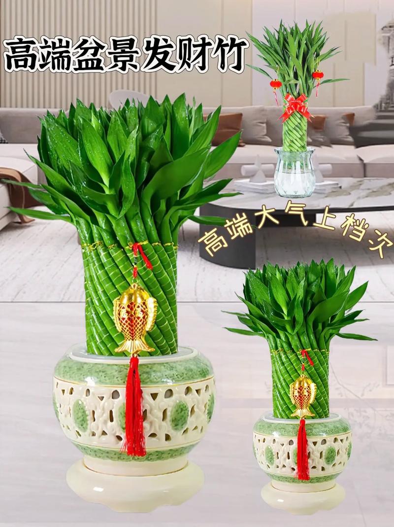 发财树苗怎么快速长高，发财树苗怎么快速长高呢-第5张图片-优品飞百科