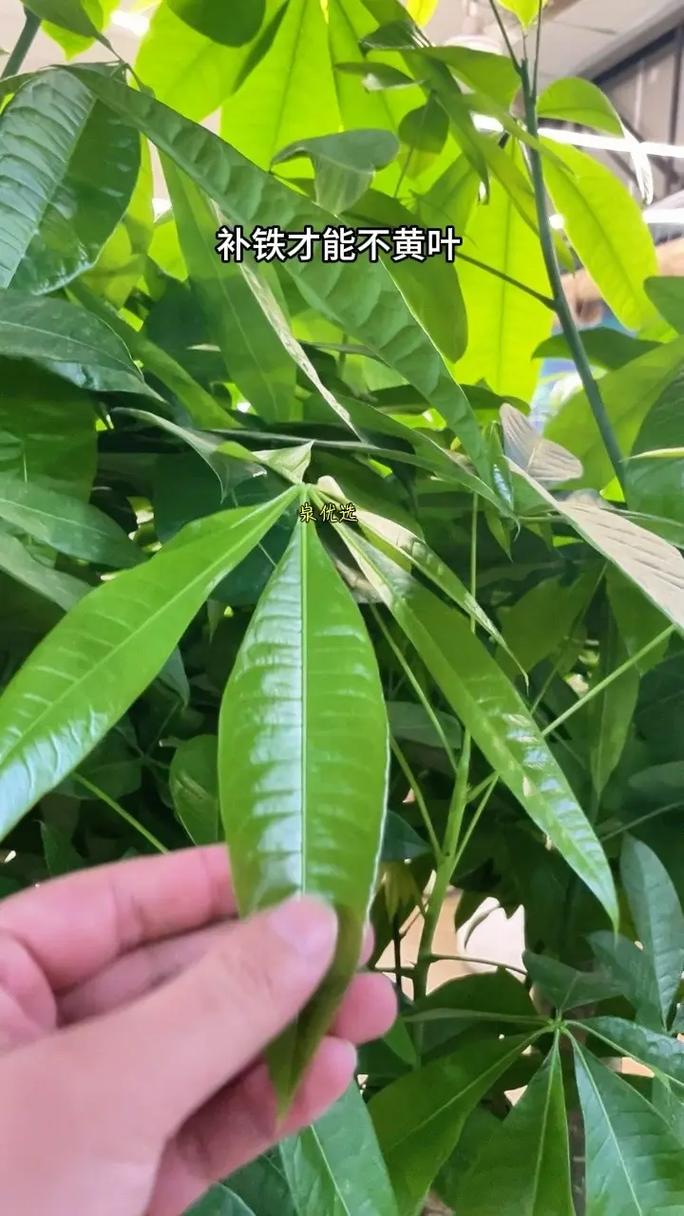 发财树苗怎么快速长高，发财树苗怎么快速长高呢-第6张图片-优品飞百科