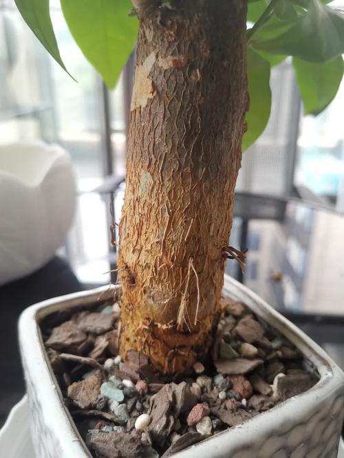 发财树苗怎么快速长高，发财树苗怎么快速长高呢-第7张图片-优品飞百科