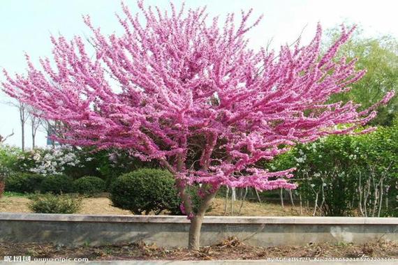 紫荆树几月扦插，紫荆树几月移栽