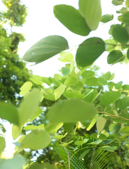 紫荆树几月扦插,紫荆树几月移栽-第2张图片-优品飞百科 紫荆树几月扦插,紫荆树几月移栽-第2张图片-优品飞百科