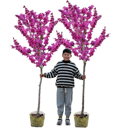 紫荆树几月扦插,紫荆树几月移栽-第3张图片-优品飞百科 紫荆树几月扦插,紫荆树几月移栽-第3张图片-优品飞百科