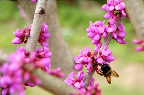 紫荆树几月扦插,紫荆树几月移栽-第5张图片-优品飞百科 紫荆树几月扦插,紫荆树几月移栽-第5张图片-优品飞百科
