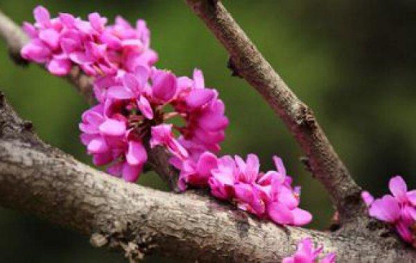 紫荆树几月扦插,紫荆树几月移栽-第6张图片-优品飞百科 紫荆树几月扦插,紫荆树几月移栽-第6张图片-优品飞百科