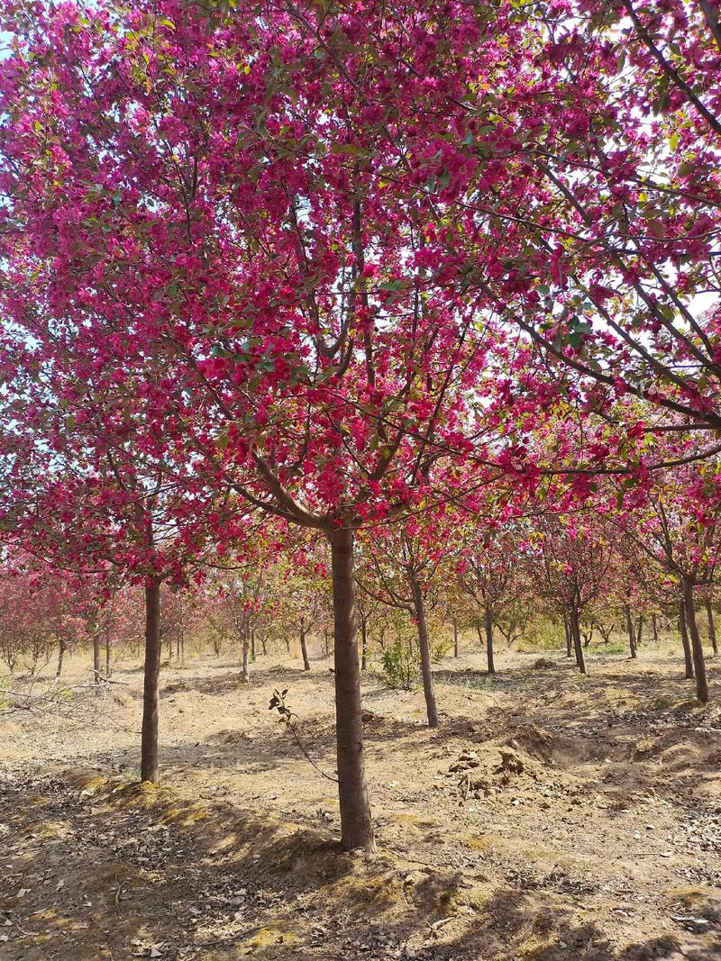 海棠如何种植?海棠种植方法和时间?-第3张图片-优品飞百科 海棠如何种植?海棠种植方法和时间?-第3张图片-优品飞百科