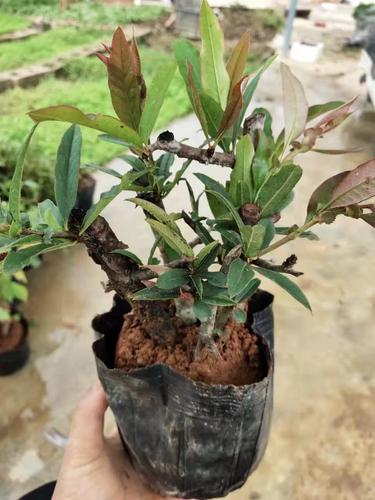 海棠如何种植?海棠种植方法和时间?-第5张图片-优品飞百科 海棠如何种植?海棠种植方法和时间?-第5张图片-优品飞百科