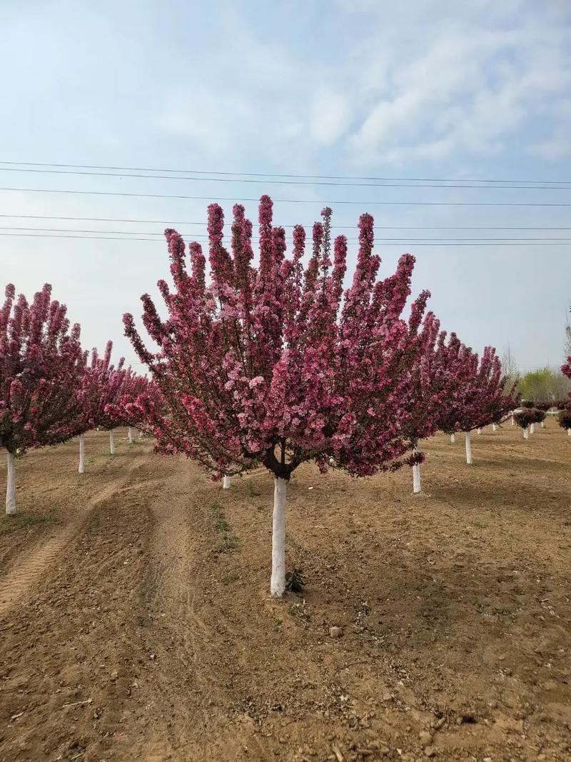 海棠如何种植?海棠种植方法和时间?-第7张图片-优品飞百科 海棠如何种植?海棠种植方法和时间?-第7张图片-优品飞百科