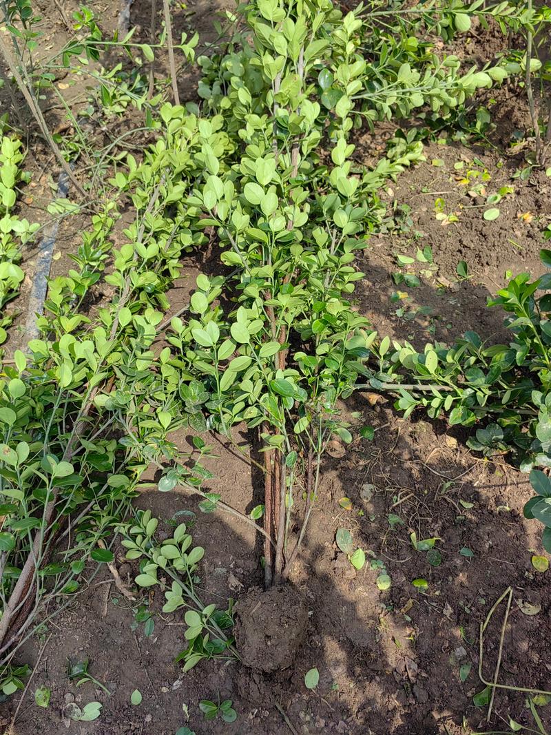 黄杨树移栽注意事项，黄杨树移栽有什么讲究？