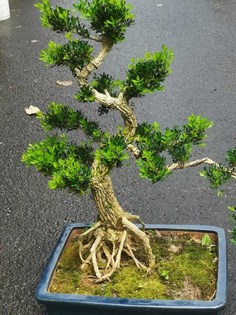 黄杨树移栽注意事项,黄杨树移栽有什么讲究?-第2张图片-优品飞百科 黄杨树移栽注意事项,黄杨树移栽有什么讲究?-第2张图片-优品飞百科