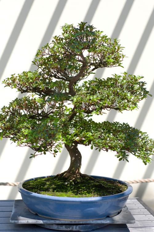 黄杨树移栽注意事项,黄杨树移栽有什么讲究?-第3张图片-优品飞百科 黄杨树移栽注意事项,黄杨树移栽有什么讲究?-第3张图片-优品飞百科