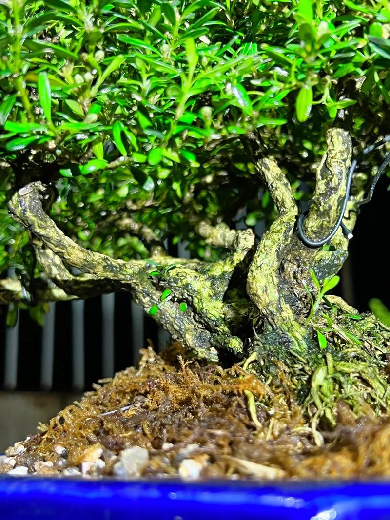 黄杨树移栽注意事项,黄杨树移栽有什么讲究?-第4张图片-优品飞百科 黄杨树移栽注意事项,黄杨树移栽有什么讲究?-第4张图片-优品飞百科