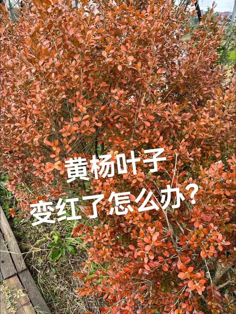 黄杨树移栽注意事项,黄杨树移栽有什么讲究?-第5张图片-优品飞百科 黄杨树移栽注意事项,黄杨树移栽有什么讲究?-第5张图片-优品飞百科