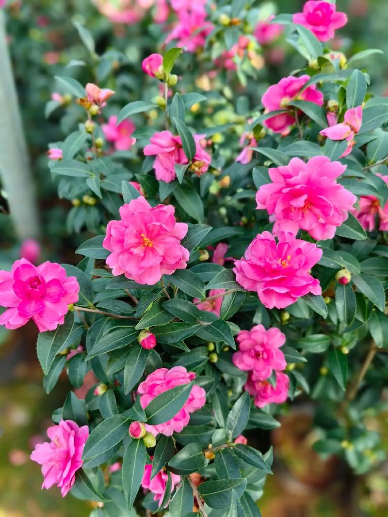 茶花开花后怎么养护，茶花开花怎么养护和管理？-第3张图片-优品飞百科