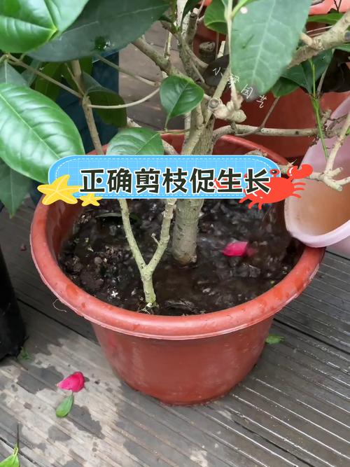 茶花开花后怎么养护，茶花开花怎么养护和管理？-第4张图片-优品飞百科