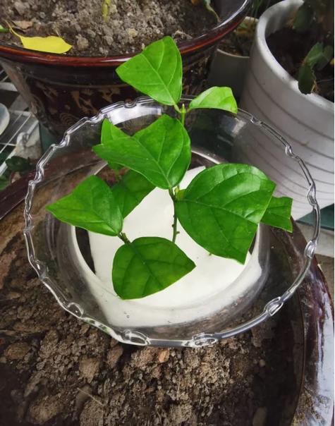 家家都有的“白糖”，家里有白糖的,立马回家找出来!还有人不当个事,尽快叮