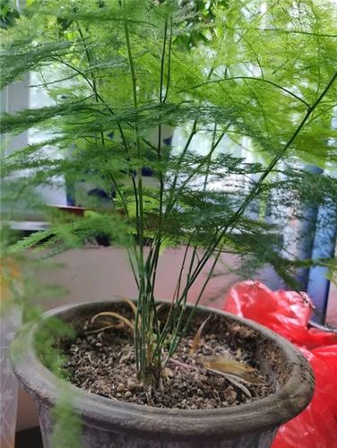 家家都有的“白糖”,家里有白糖的,立马回家找出来!还有人不当个事,尽快叮-第2张图片-优品飞百科 家家都有的“白糖”,家里有白糖的,立马回家找出来!还有人不当个事,尽快叮-第2张图片-优品飞百科