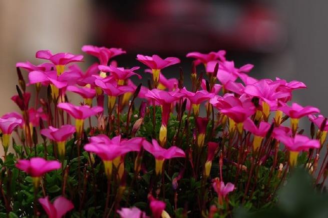 如何使紫荆在元旦开花，紫荆花开花后怎么修剪？
