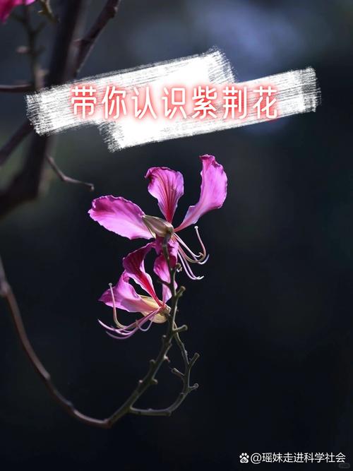 如何使紫荆在元旦开花，紫荆花开花后怎么修剪？-第2张图片-优品飞百科