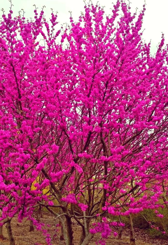 如何使紫荆在元旦开花，紫荆花开花后怎么修剪？-第3张图片-优品飞百科