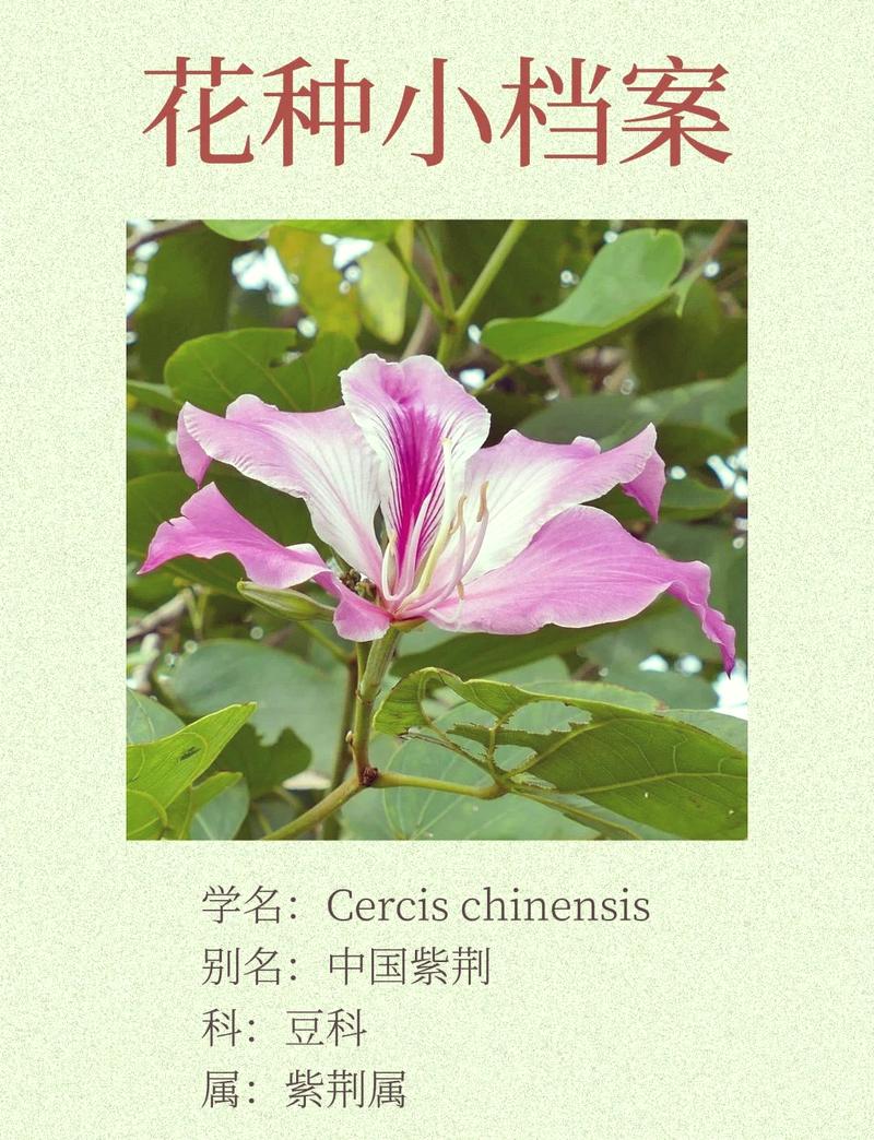 如何使紫荆在元旦开花，紫荆花开花后怎么修剪？-第4张图片-优品飞百科