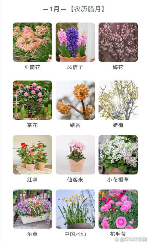 如何使紫荆在元旦开花，紫荆花开花后怎么修剪？-第6张图片-优品飞百科