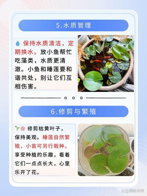 睡莲的种植方法，睡莲的种植方法和注意事项